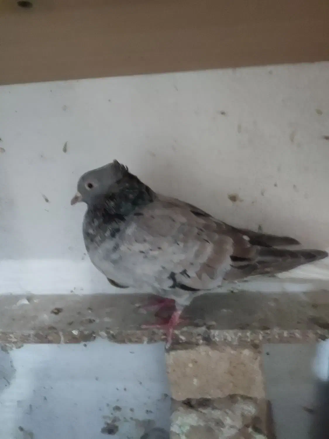 دم سفید ب شرط|پرنده|سبزوار, قصبه شرقی|دیوار