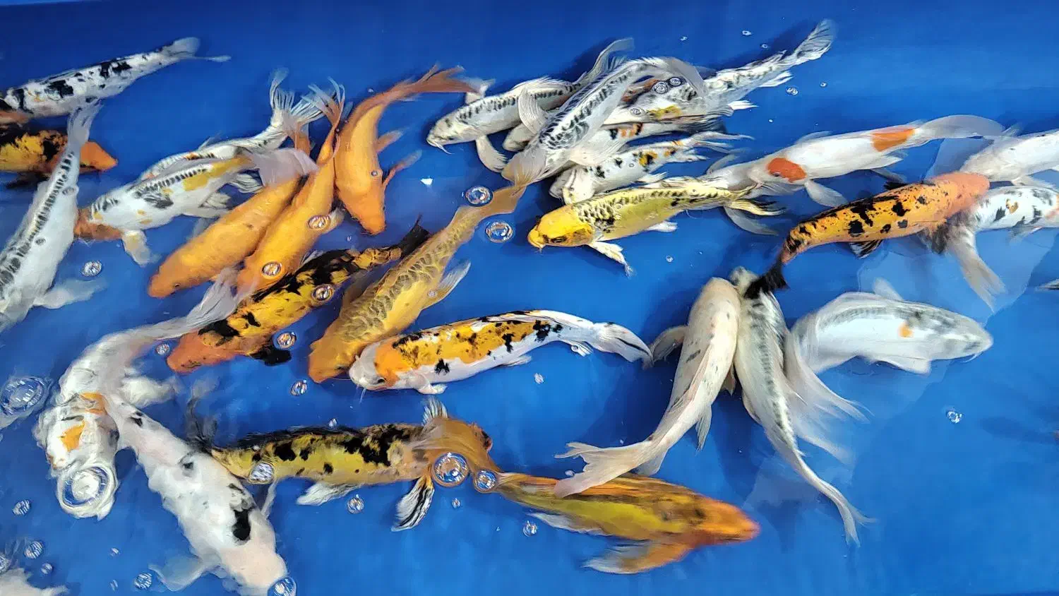 مجموعه کامل تکثیر پرورش و فروش ماهی کوی|ماهی|کرمان, |دیوار