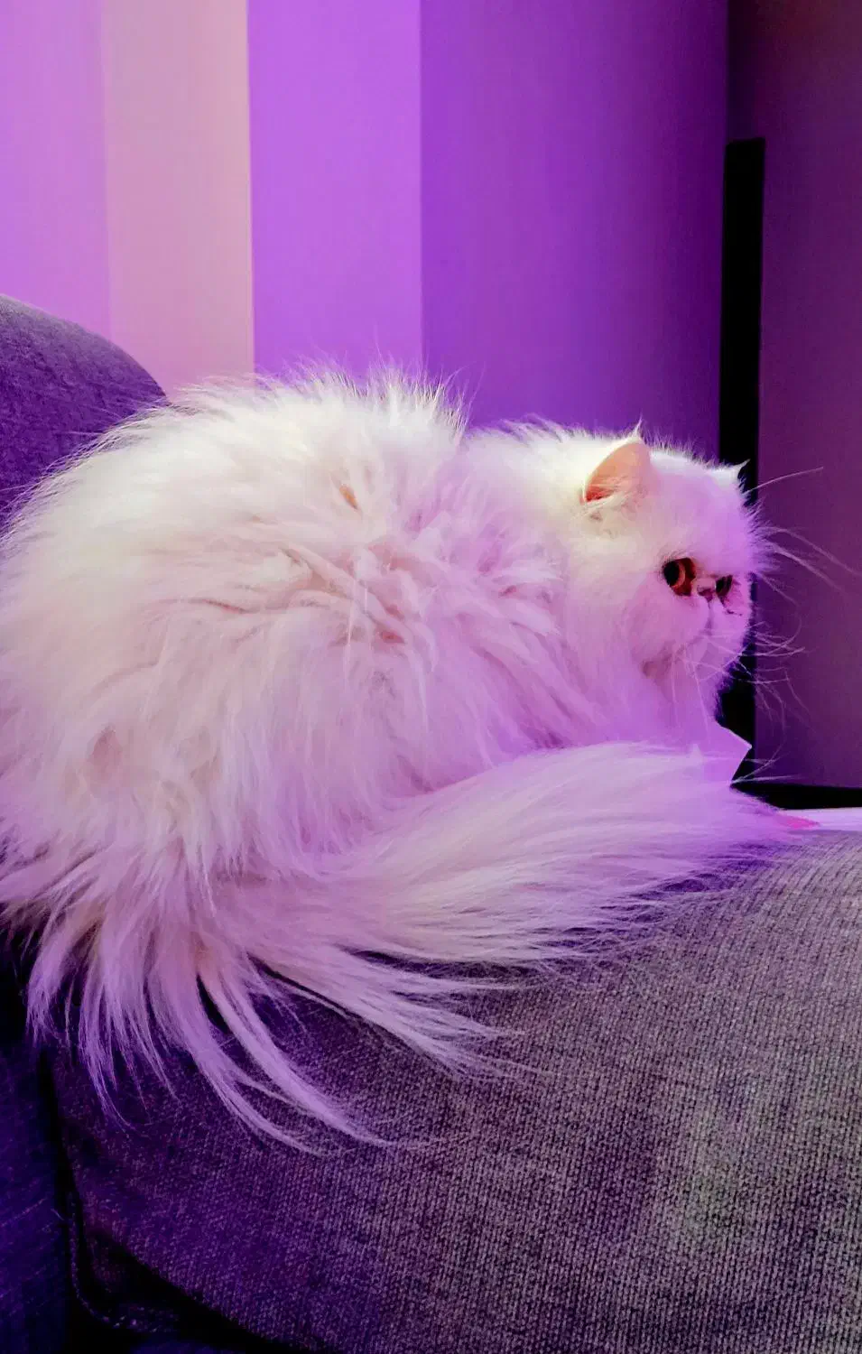 گربه ماده|گربه|ساری, |دیوار