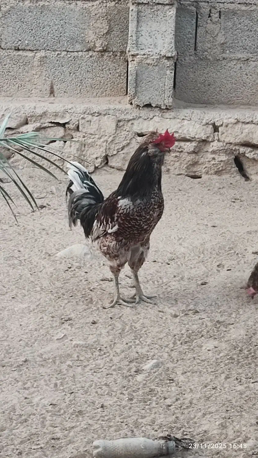 فروش خروس محلی اصل|حیوانات مزرعه|خورموج, |دیوار