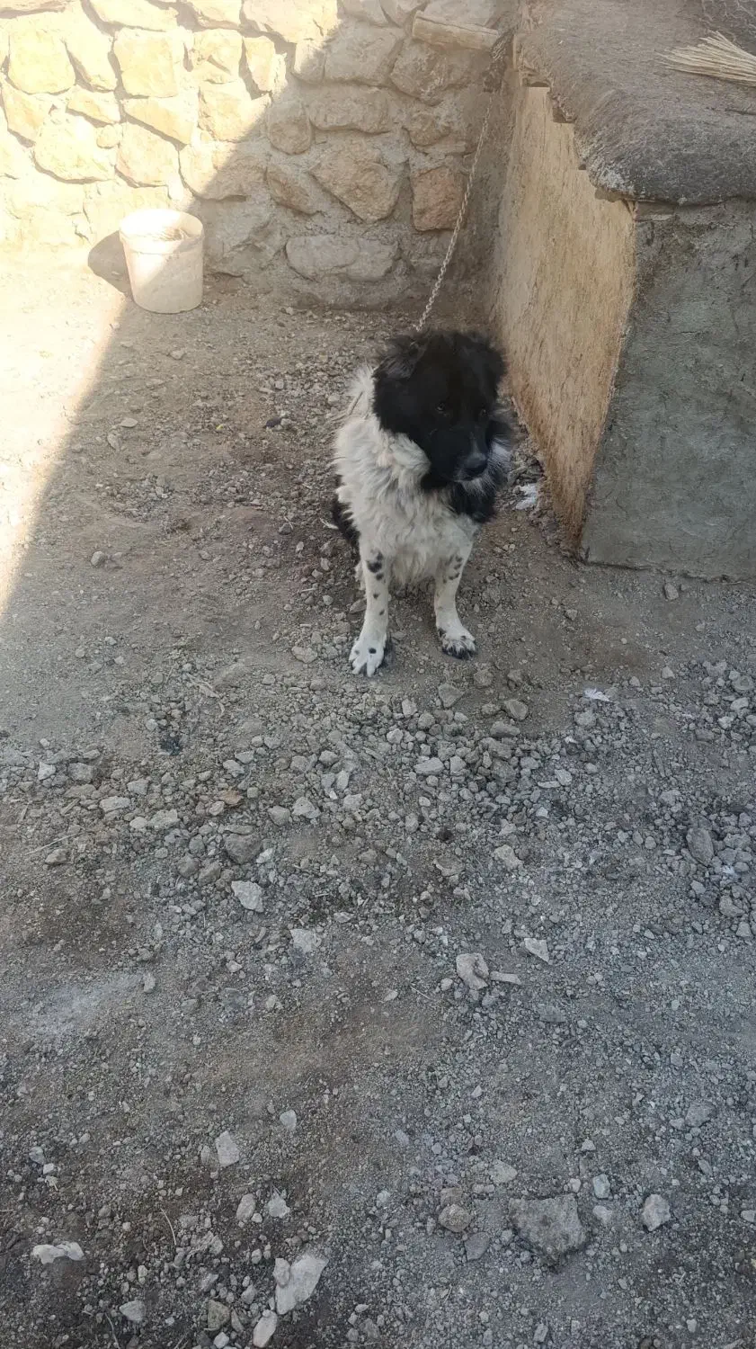 سگ فروشی|سگ|زاغه, |دیوار