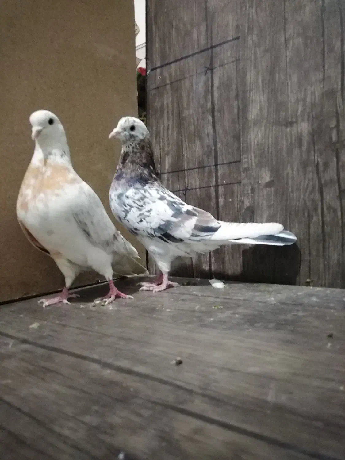 کبوتر|پرنده|هرسین, |دیوار