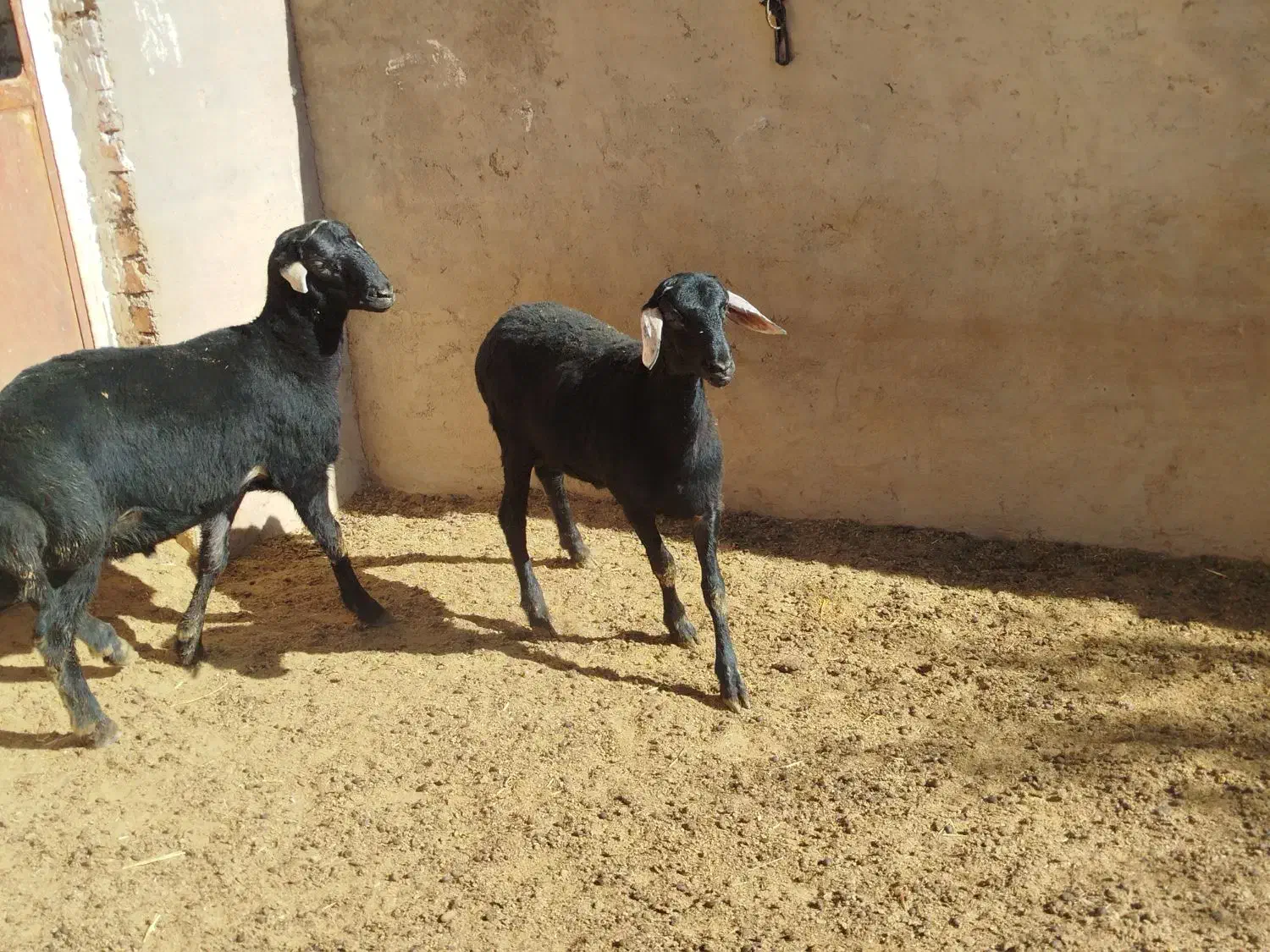 بره قره قزل|حیوانات مزرعه|حلب, |دیوار