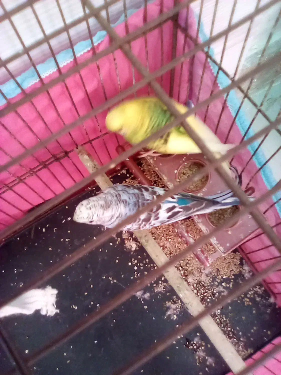 مرغ عشق باقفس ولوازم|پرنده|لاهیجان, بازکیاگوراب|دیوار