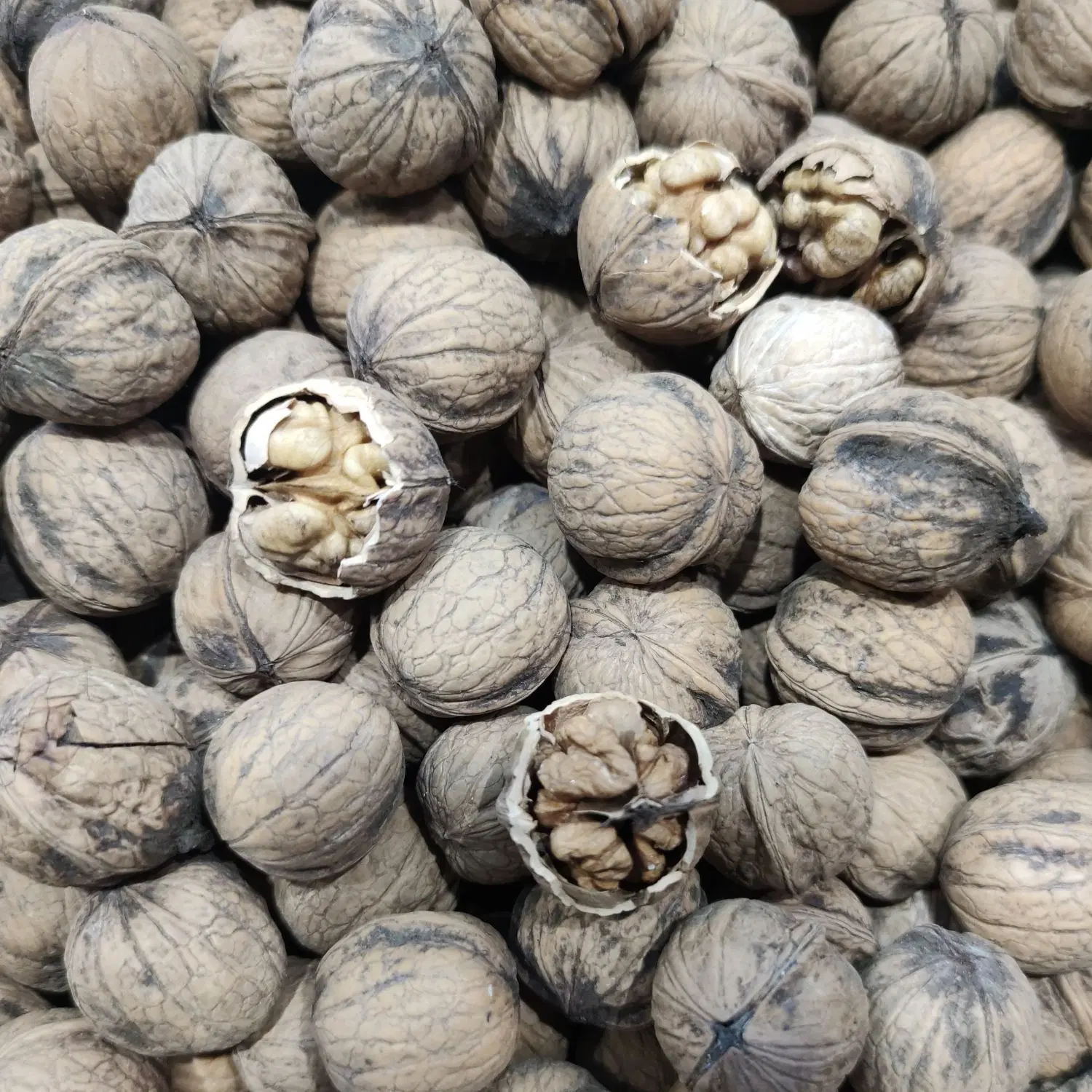 گردو|خوردنی و آشامیدنی|یاسوج, |دیوار