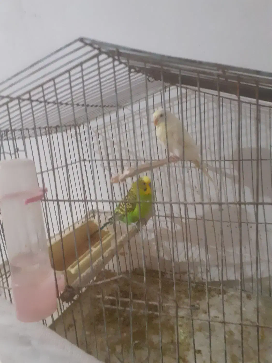 دو جفت مرغ عشق|پرنده|خرمشهر, |دیوار