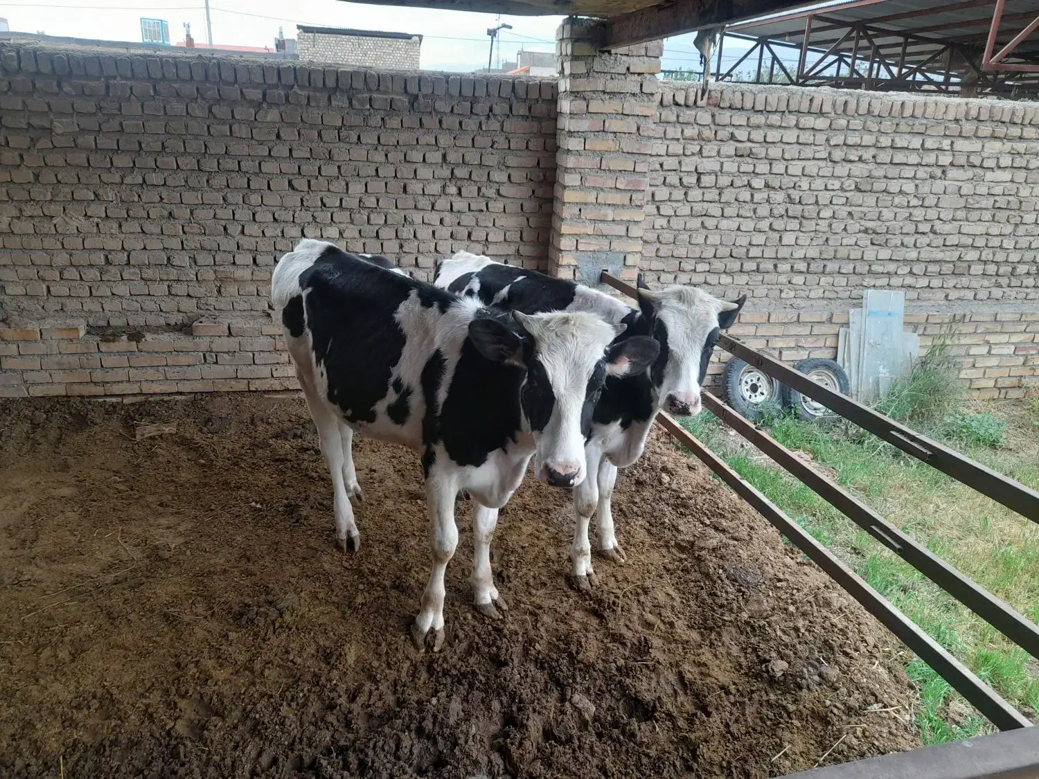 دام|حیوانات مزرعه|زبرخان, |دیوار