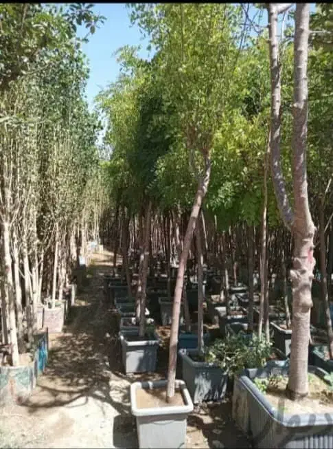 باغبانی کامیونداران احمد آباد نسیم شهر واوان|خدمات باغبانی و درختکاری|اسلامشهر, مسکن مهر اسلاشهر (شهرک امام خمینی)|دیوار