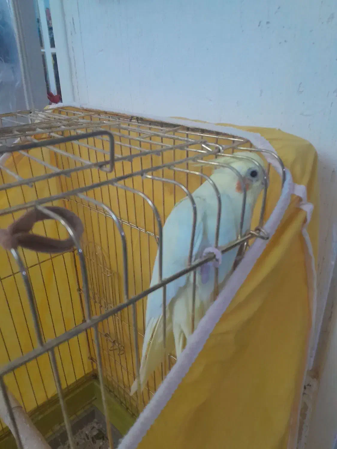 فروش عروس هلندی|پرنده|شیراز, دست خضر|دیوار