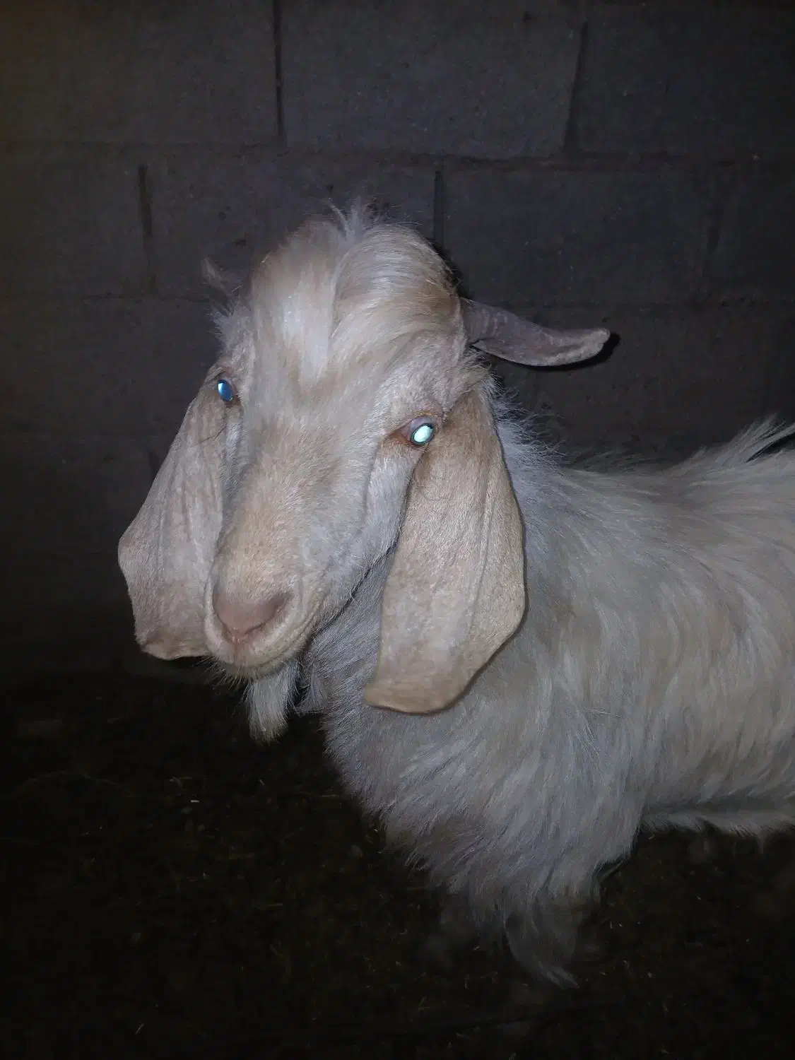 بز نر|حیوانات مزرعه|قائن, |دیوار