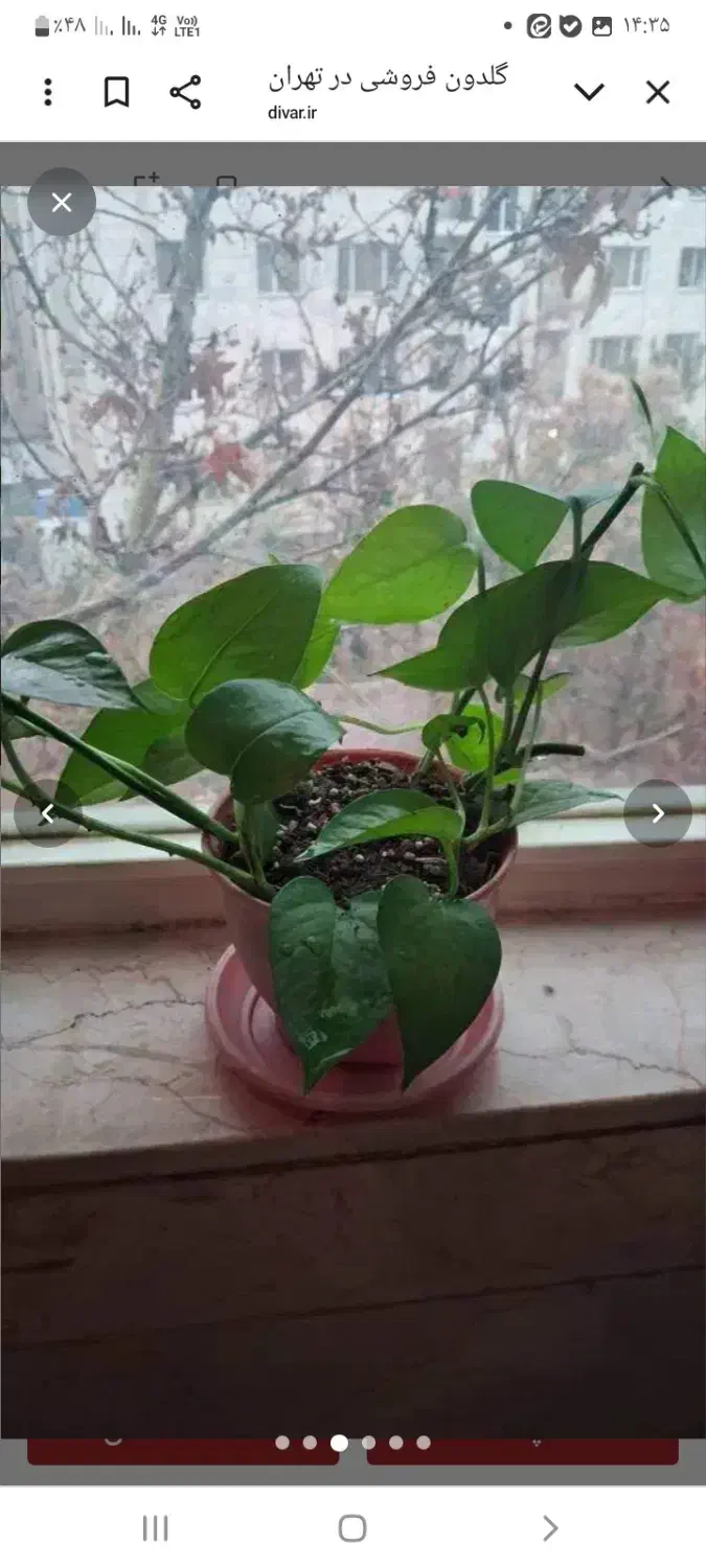 گلدون طبیعی|گل و گیاه طبیعی|تهران, سوهانک|دیوار