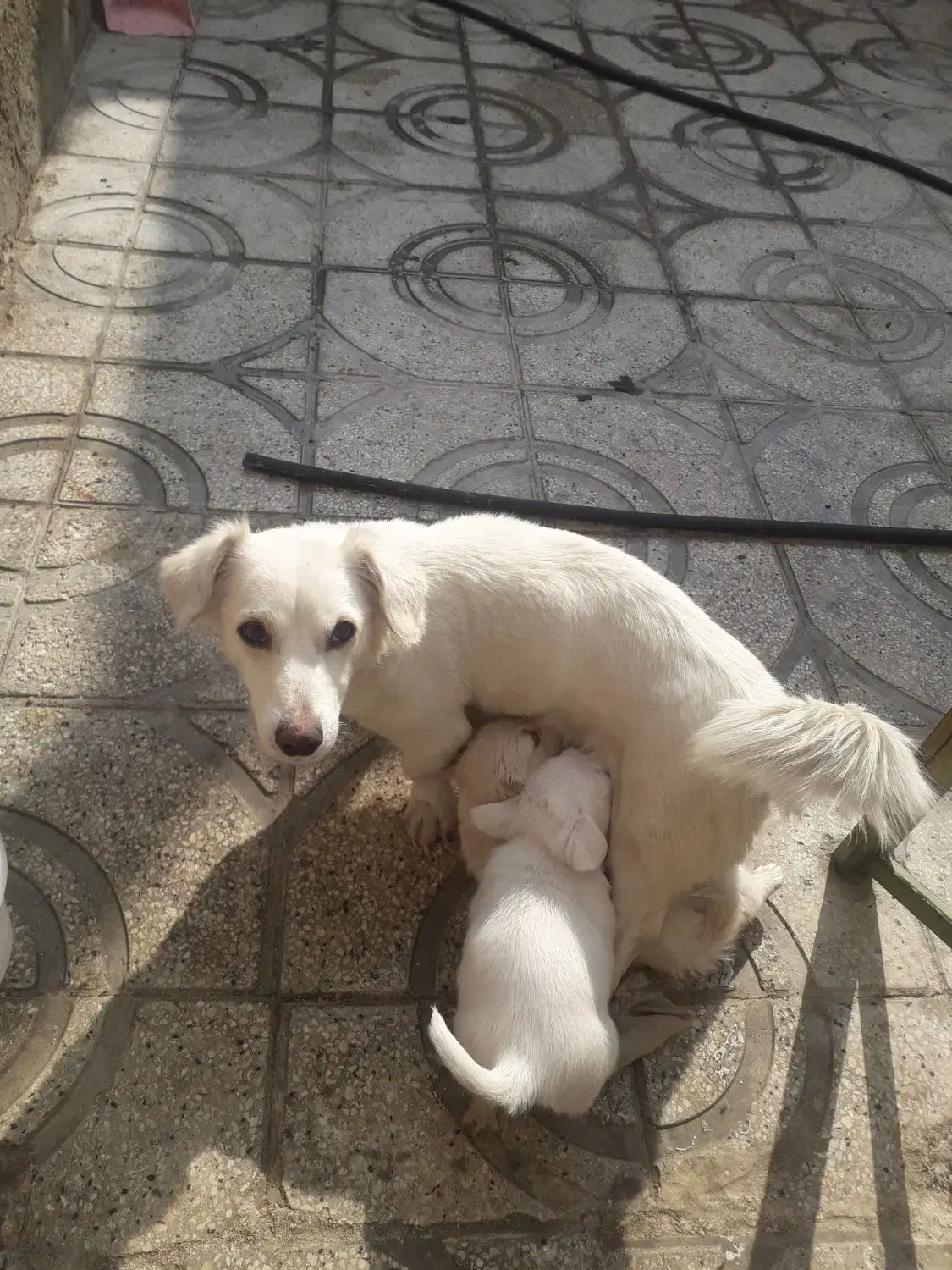 واگذاری سگ پاکوتا|سگ|شهریار, دهشاد بالا|دیوار