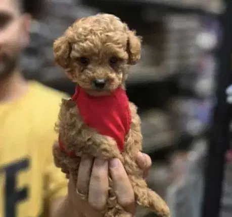 توله پودل عروسکی|سگ|شیراز, شهرک بزین|دیوار