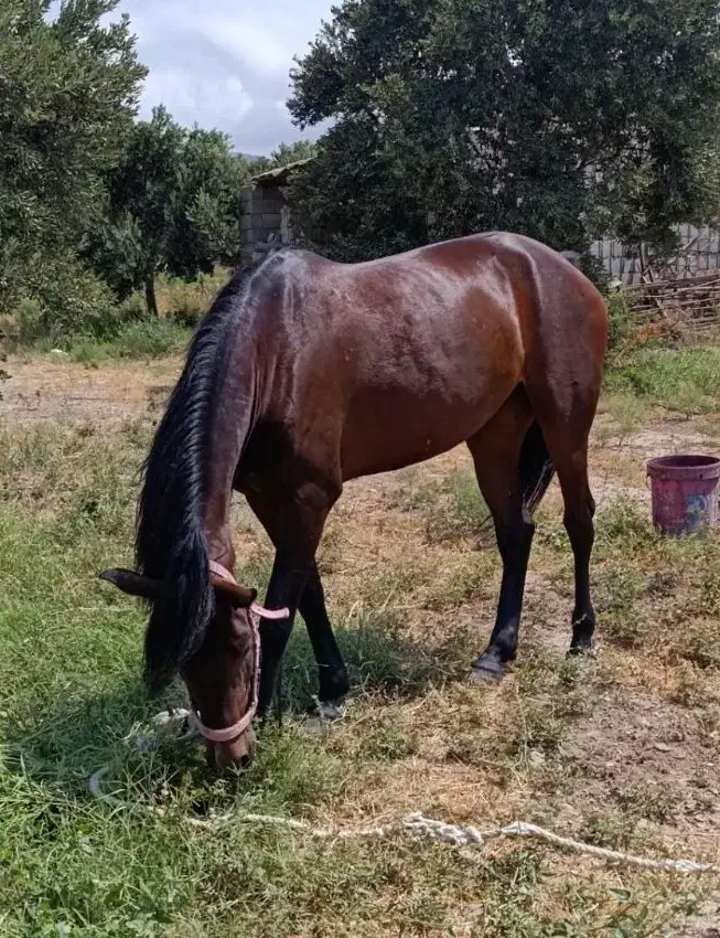 مادیان گمشده|اسب و تجهیزات اسب‌سواری|قزوین, |دیوار