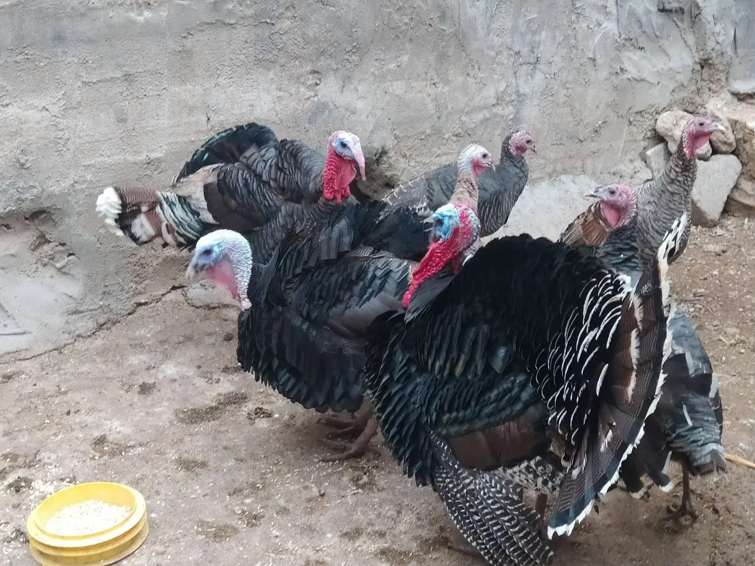 بوقلمون ( محلی )|حیوانات مزرعه|اندیمشک, |دیوار