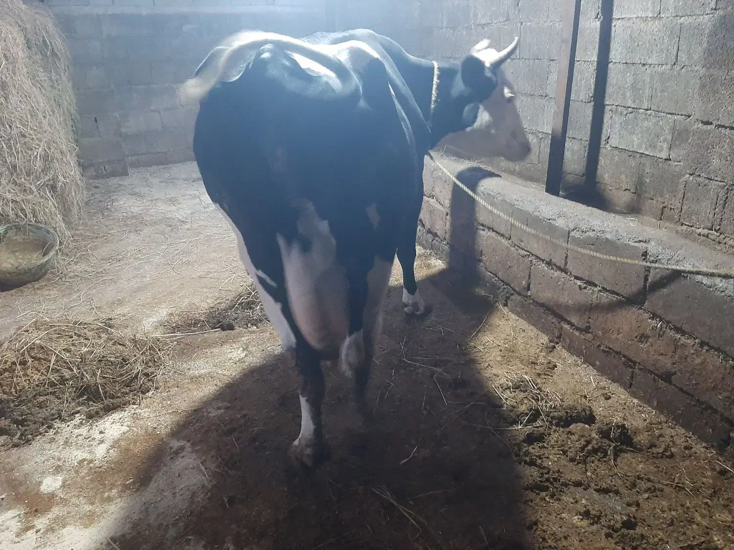 یک راس گاو شیرده هلشتاین ۲۰ کیلو شیر|حیوانات مزرعه|چمستان, |دیوار