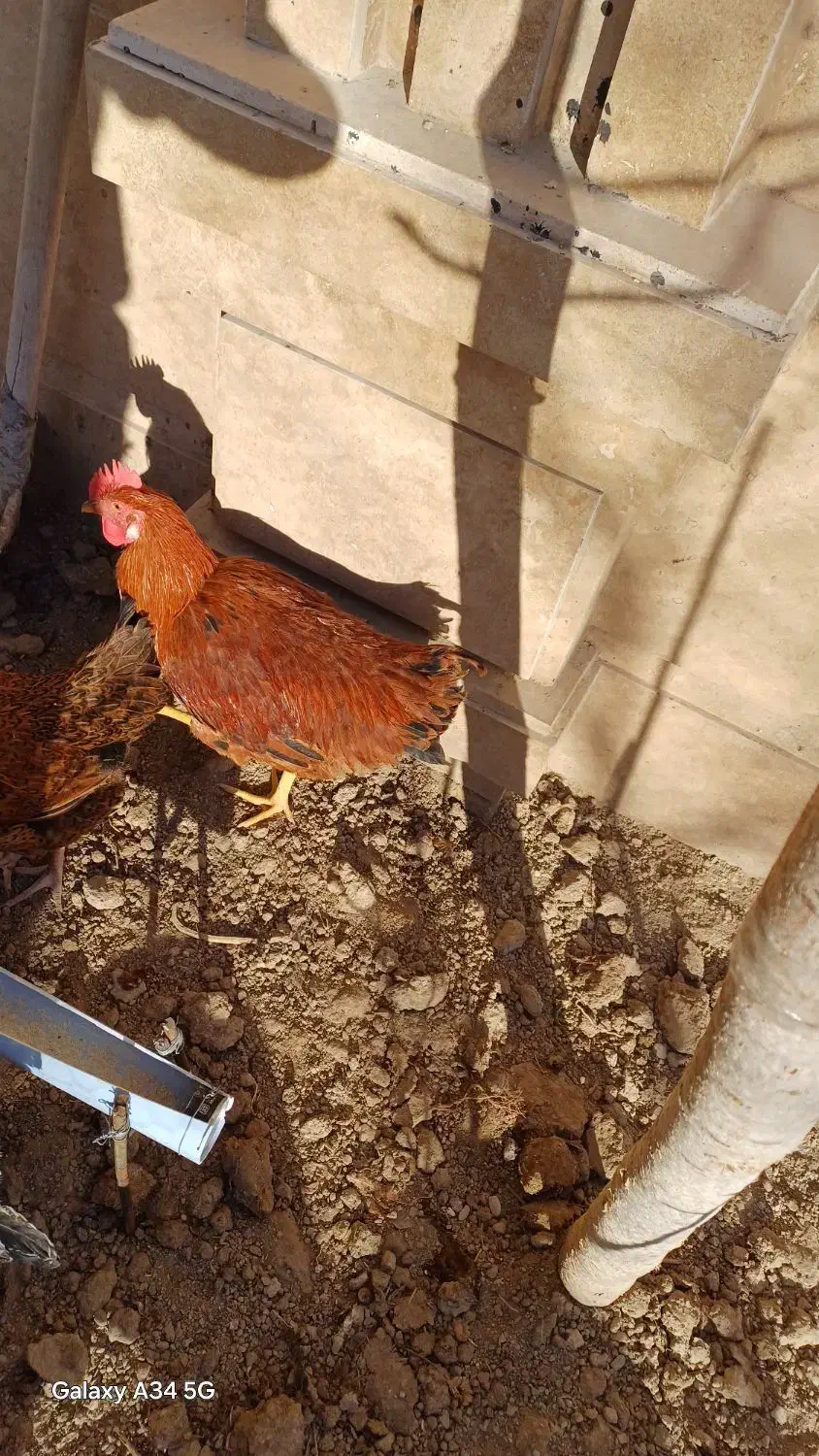 خروس|حیوانات مزرعه|ماهدشت, |دیوار