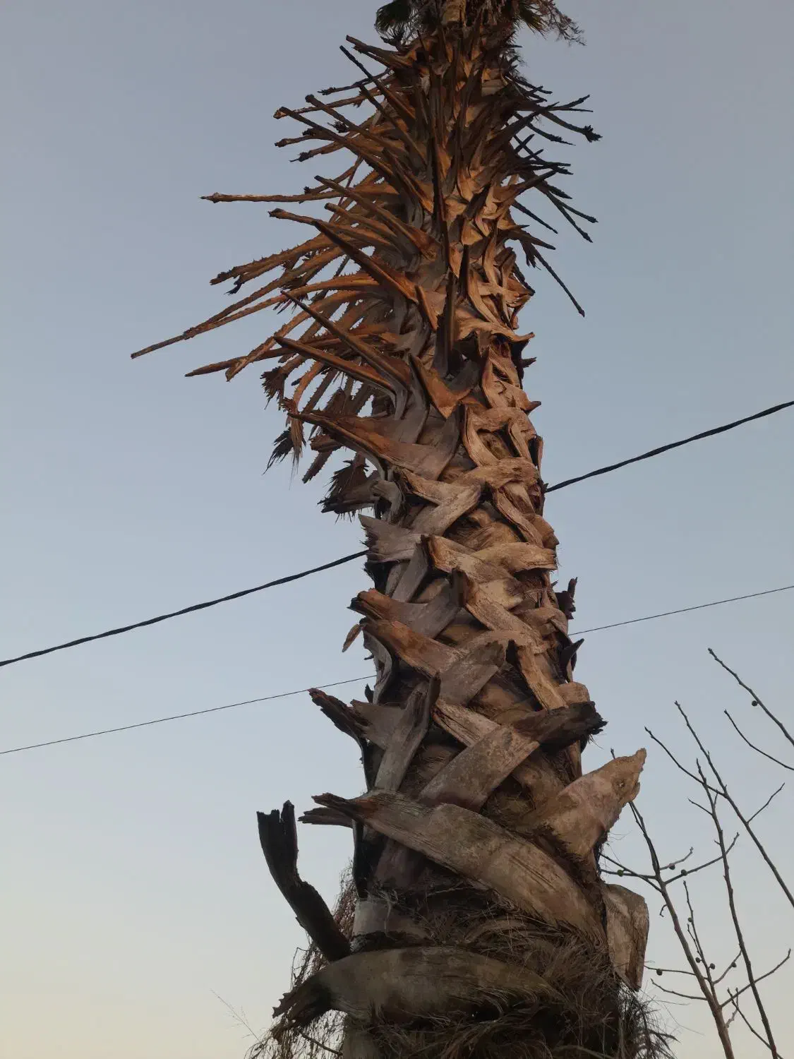 پالم|گل و گیاه طبیعی|ساری, |دیوار