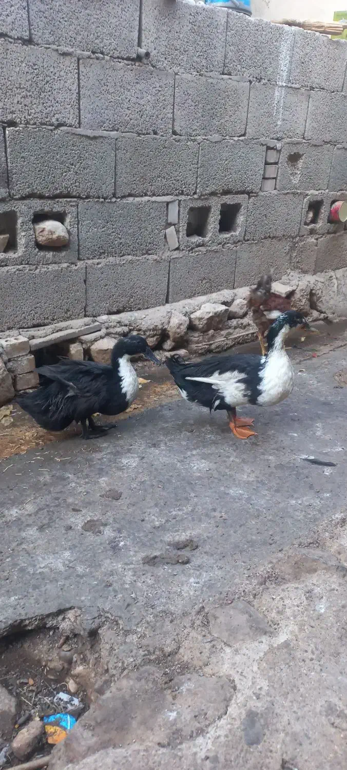 اردک نر ماده|حیوانات مزرعه|دره شهر, |دیوار