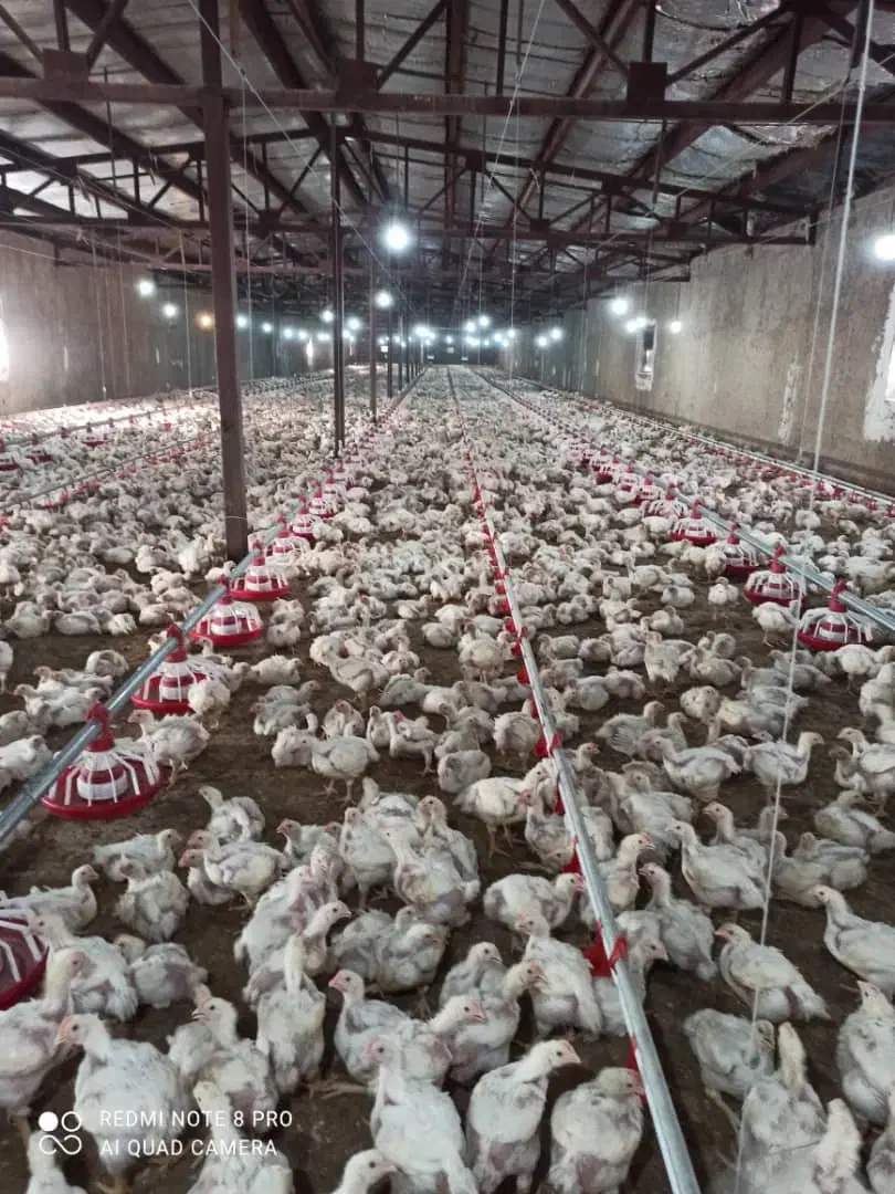 فروش مرغداری4200 متری با امکانات تمام اتومات|فروش دفتر صنعتی، کشاورزی، تجاری|سروستان, |دیوار