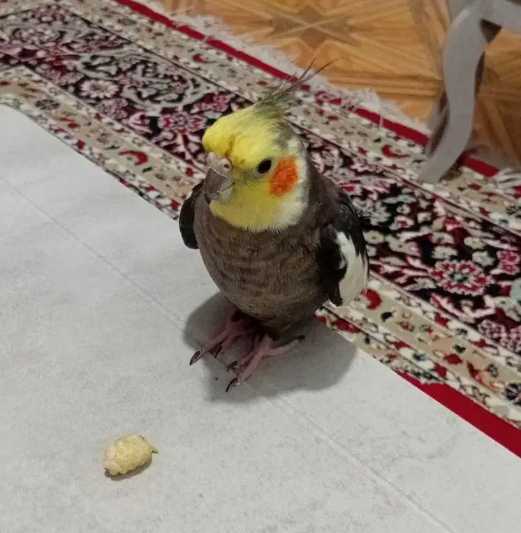 گمشده|حیوانات|انار, |دیوار