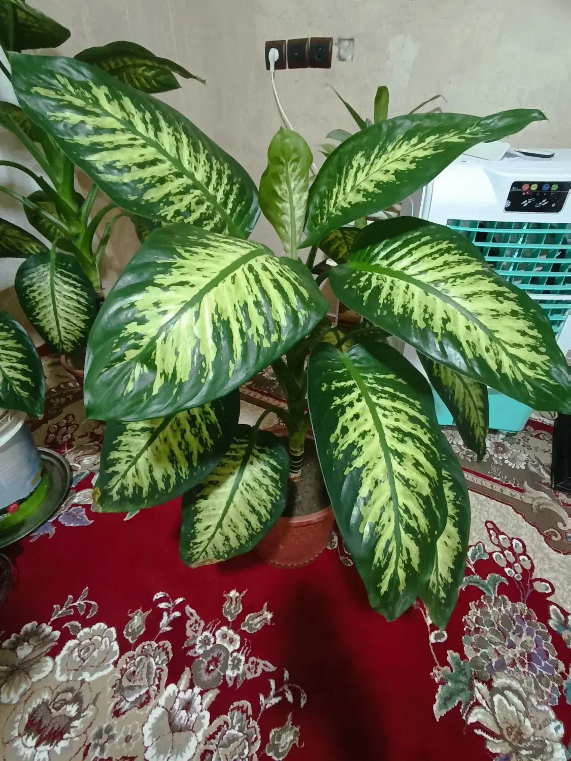 گل دیفن باخیا شاد سرحال|گل و گیاه طبیعی|سراجو, |دیوار