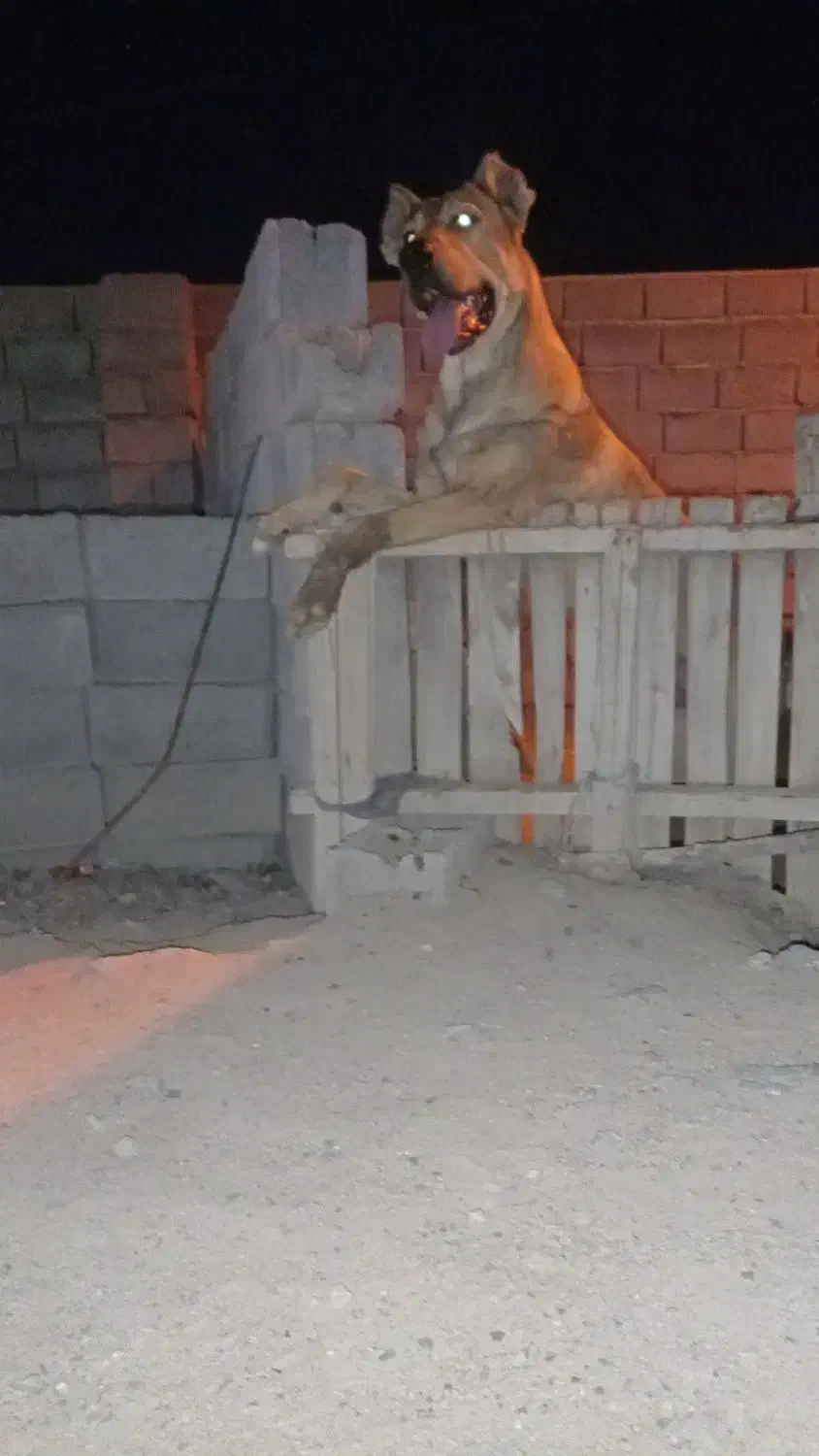 سگ سراب|سگ|محمدیار, |دیوار