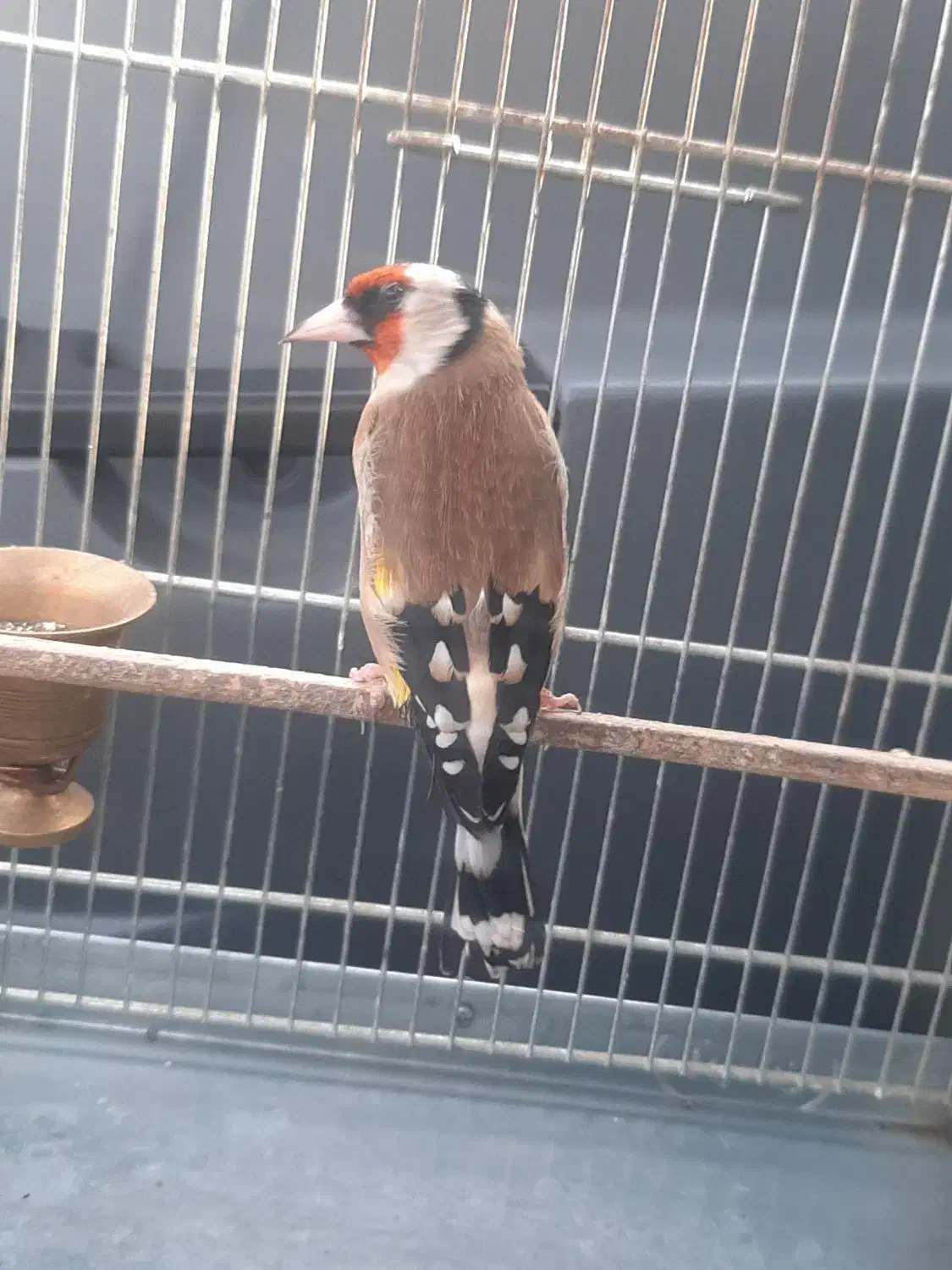 سهره نر|پرنده|مشهد, کارمندان دوم|دیوار