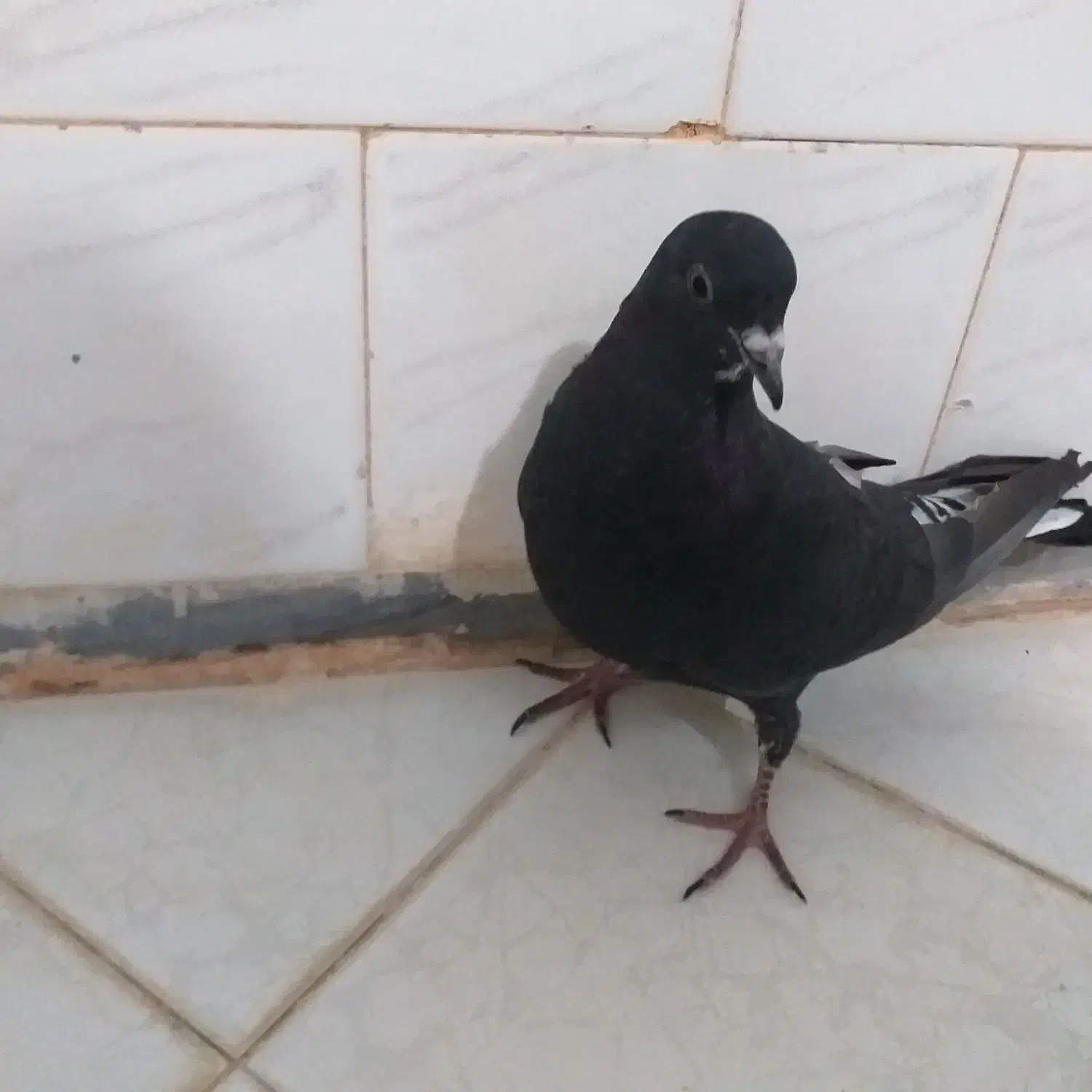 کفتر جوجه است|پرنده|نهاوند, |دیوار