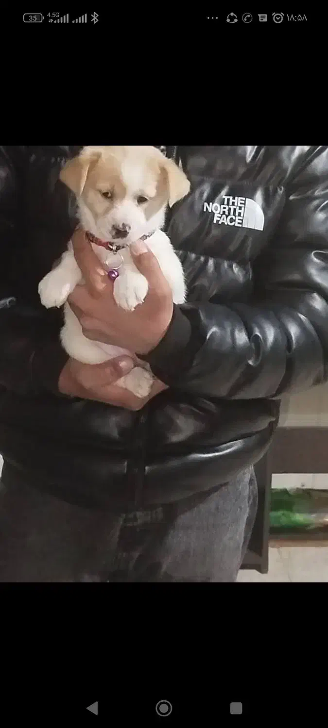 واگذاری سگ نژاد شیتزو|سگ|سیرجان, |دیوار