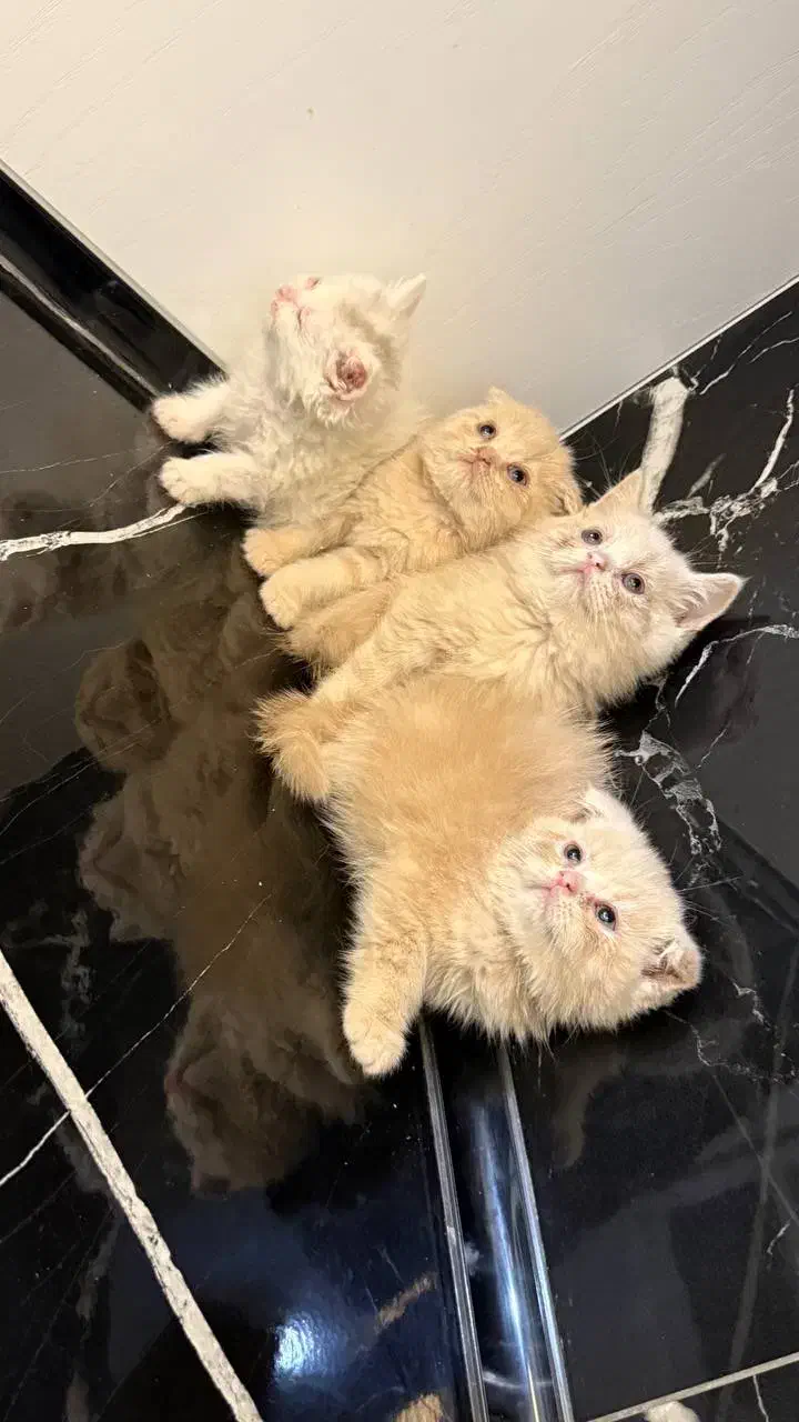 بچه گربه|گربه|تهران, پرستار|دیوار