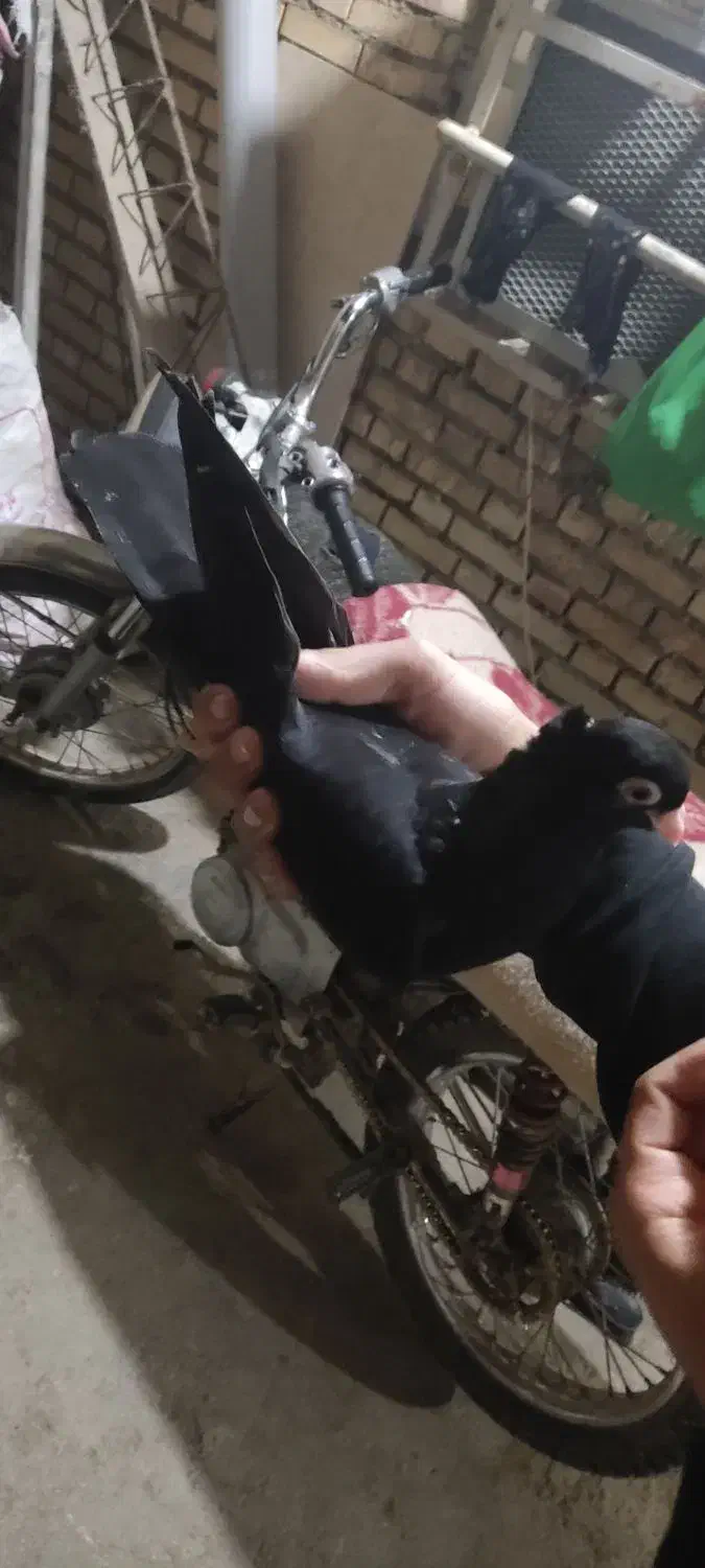 کفتر زاغ درجه یک|پرنده|امیدیه, |دیوار