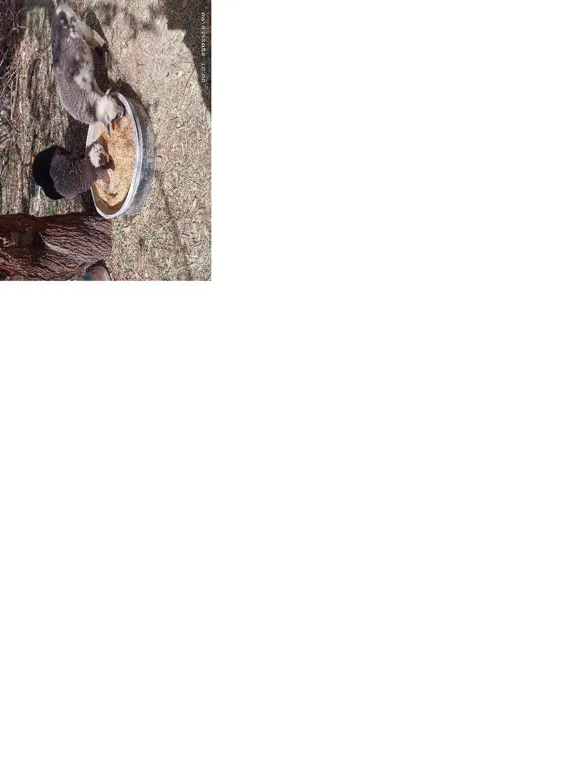 24000000|گربه|اصفهان, راران|دیوار