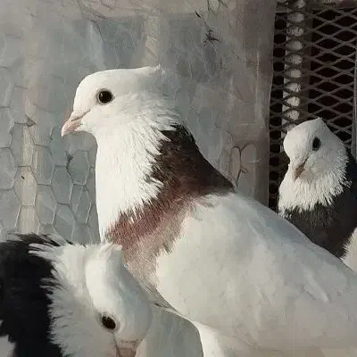 طوقی نر|پرنده|قم, یزدان‌شهر|دیوار