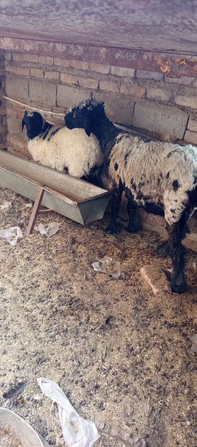 گوسفند ماده|حیوانات مزرعه|هامون, |دیوار