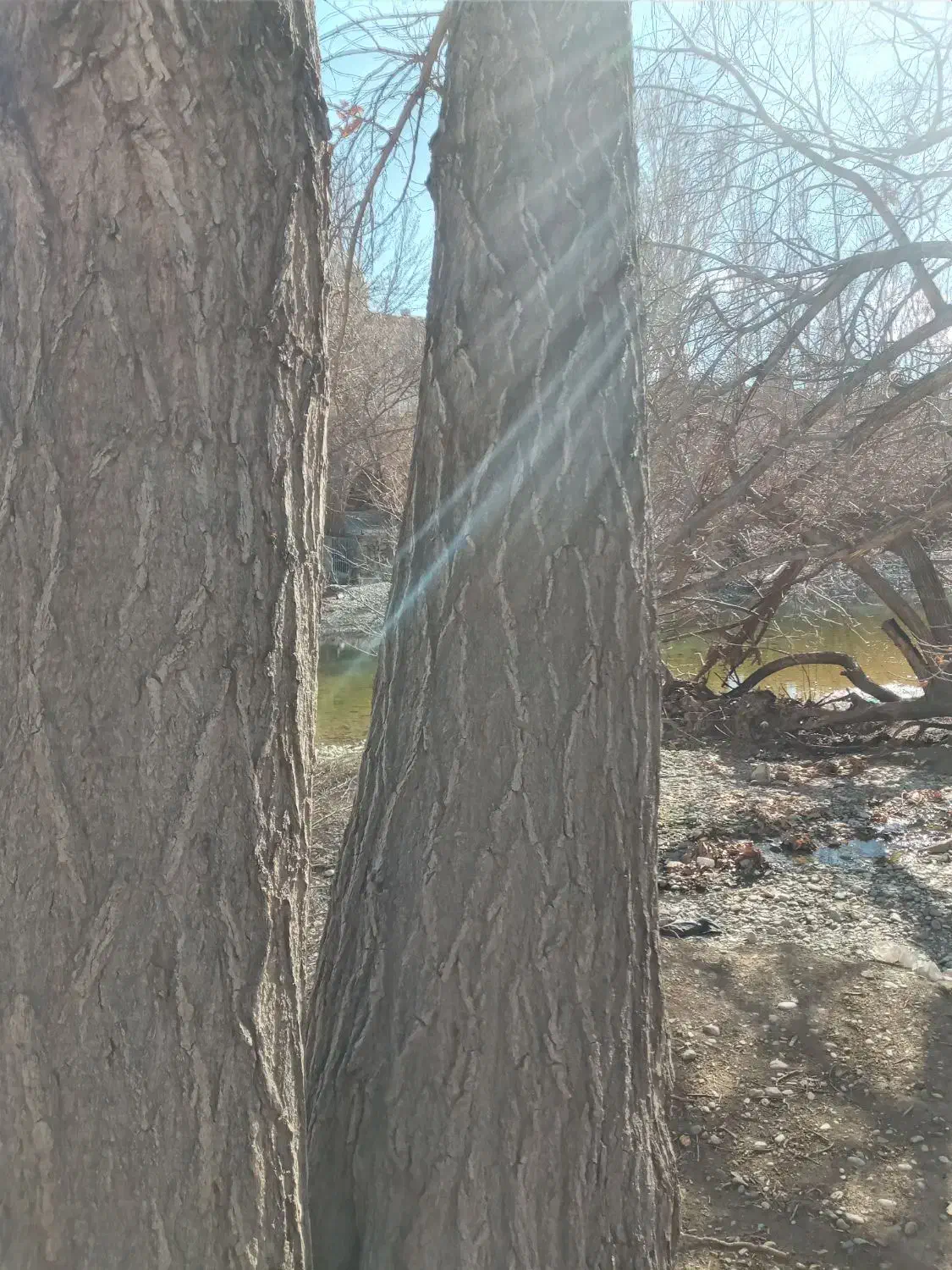 خرید و فروش  انواع چوب سربرداری کف بری حرس کردن|خدمات باغبانی و درختکاری|باغ بهادران, |دیوار