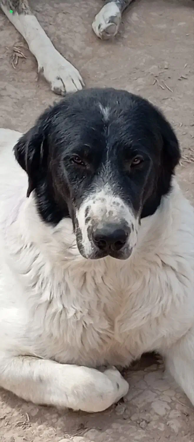 گمشده محدوده فرخان کهنه *مژدگانی ۳۰ میلیونی*|حیوانات|قوچان, |دیوار