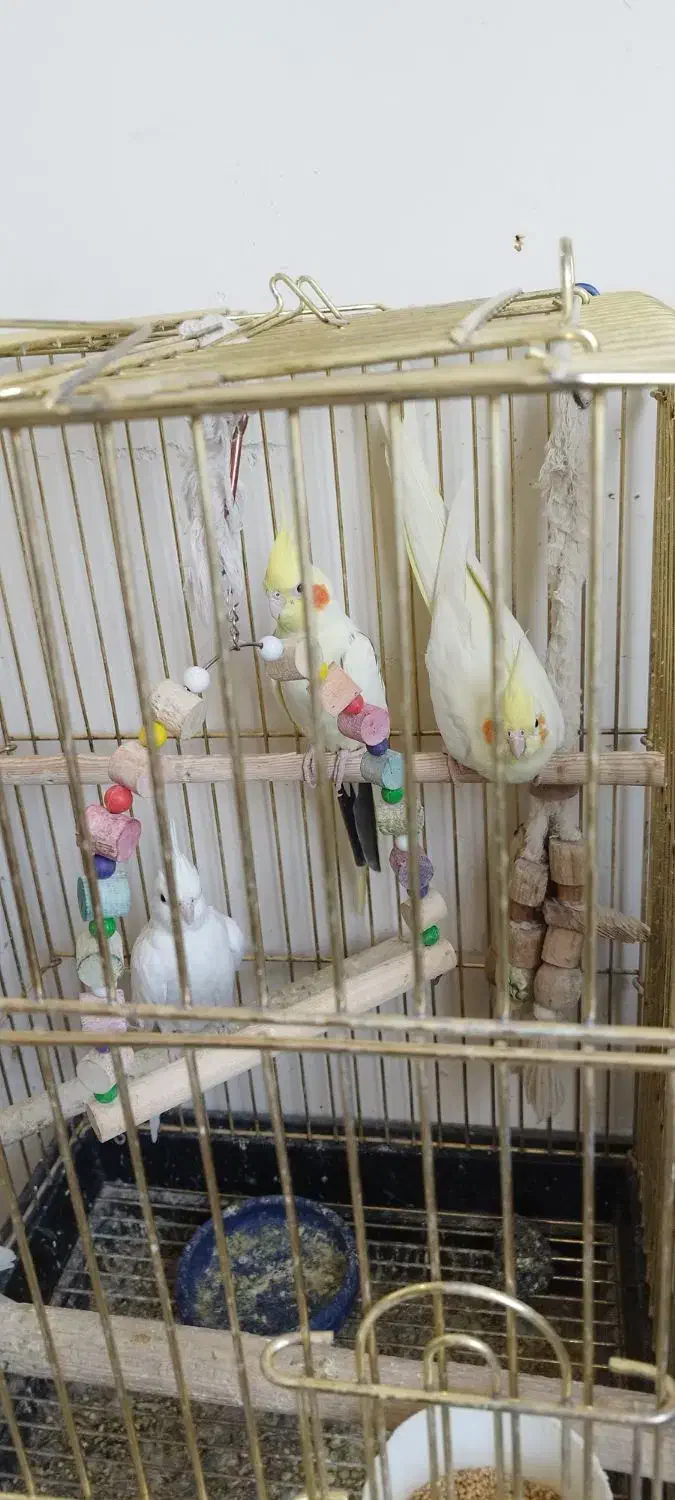 عروس هلندی|پرنده|تهران, چیتگر شمالی|دیوار