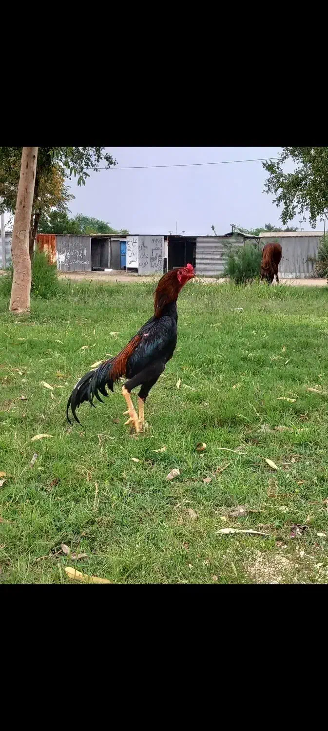 خروس لاری|حیوانات مزرعه|اندیمشک, |دیوار