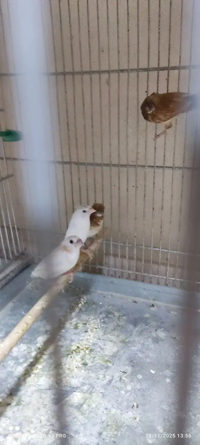 فنج بنگالی قناری سهره|پرنده|همدان, |دیوار