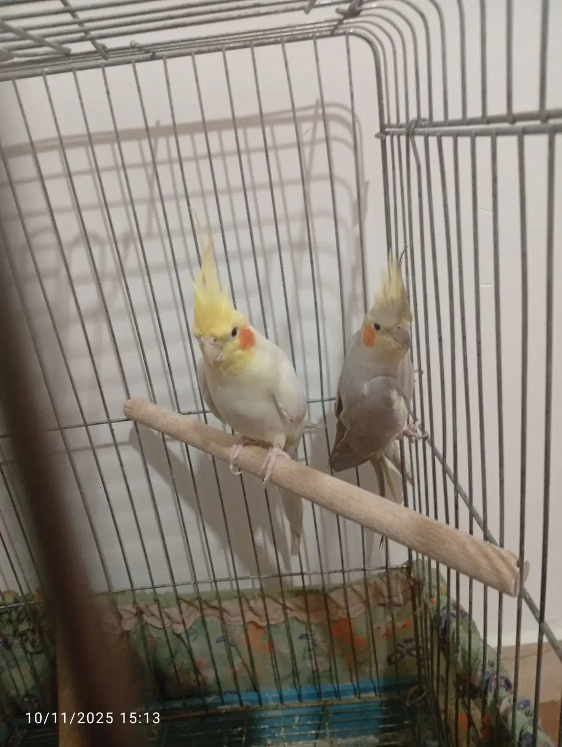 یه جفت طوطی عروس تعویض با قناری|پرنده|قزوین, |دیوار