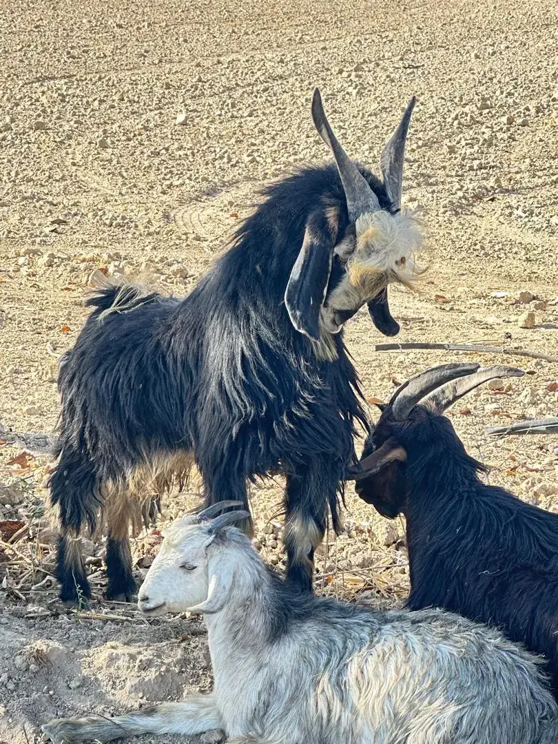 کهره نر|حیوانات مزرعه|درودزن, |دیوار
