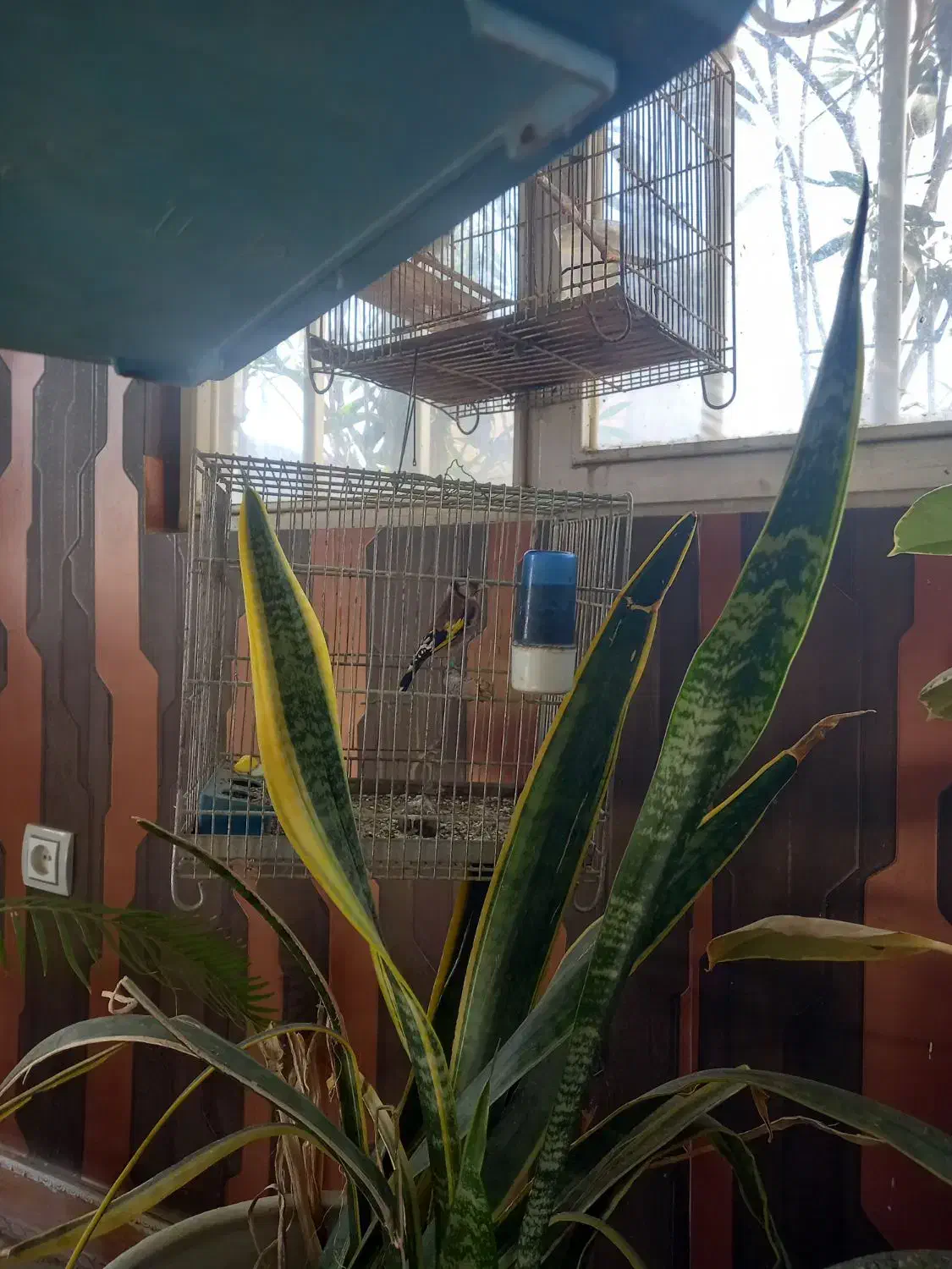 سهره قرص جوجه قفس|پرنده|وحیدیه, |دیوار