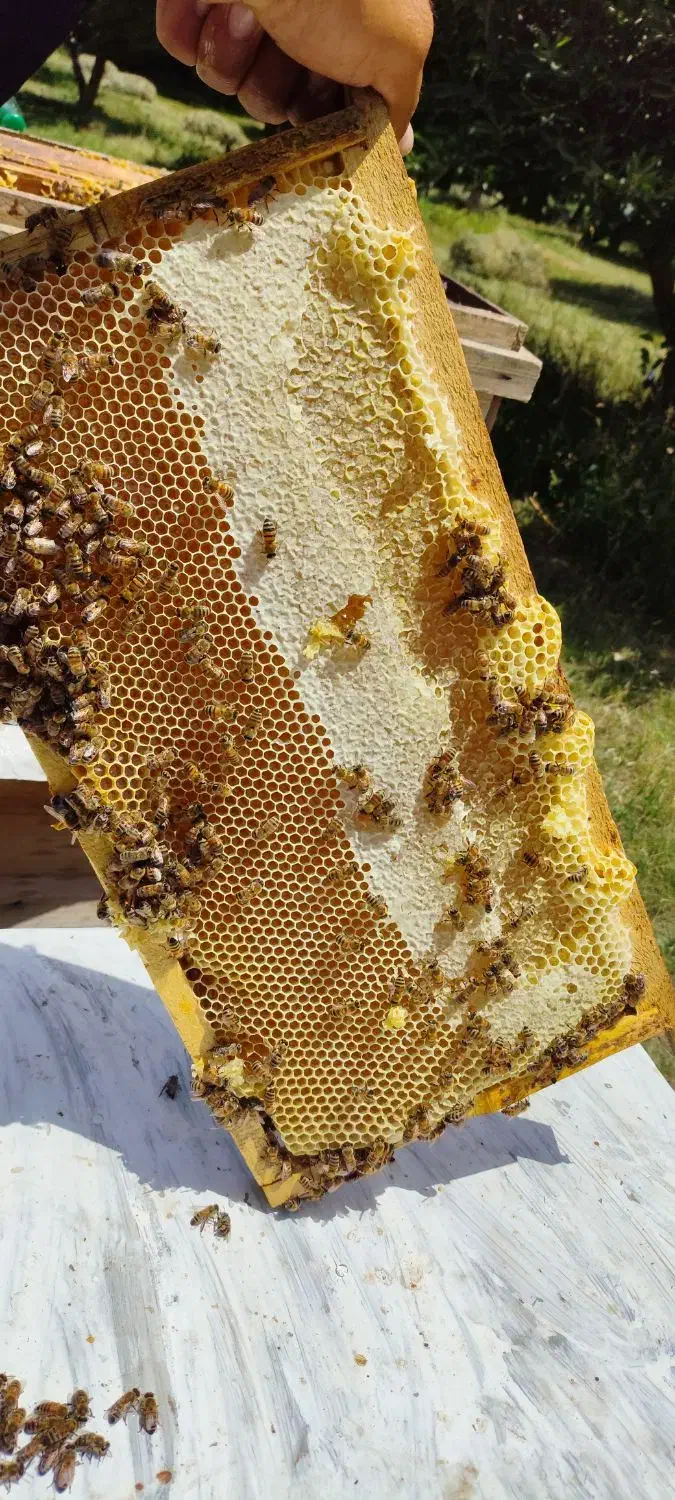 عسل کوهستانی ییلاقات دره بنار مرگور|خوردنی و آشامیدنی|سیلوانه, |دیوار