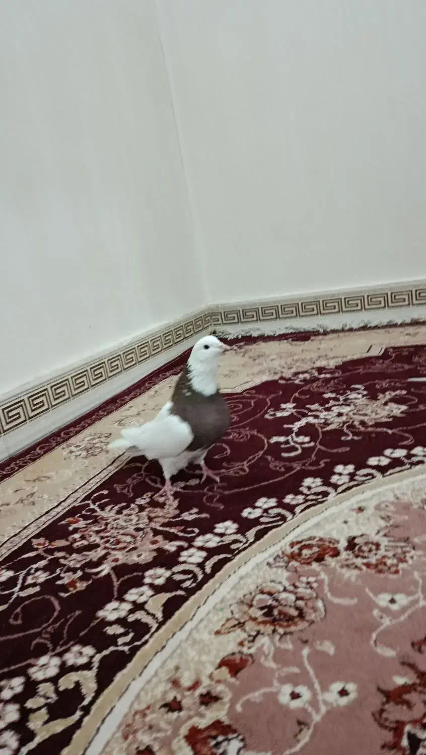 طوقی سرخ نر درشت مست مست|پرنده|رباطکریم, شترخوار|دیوار