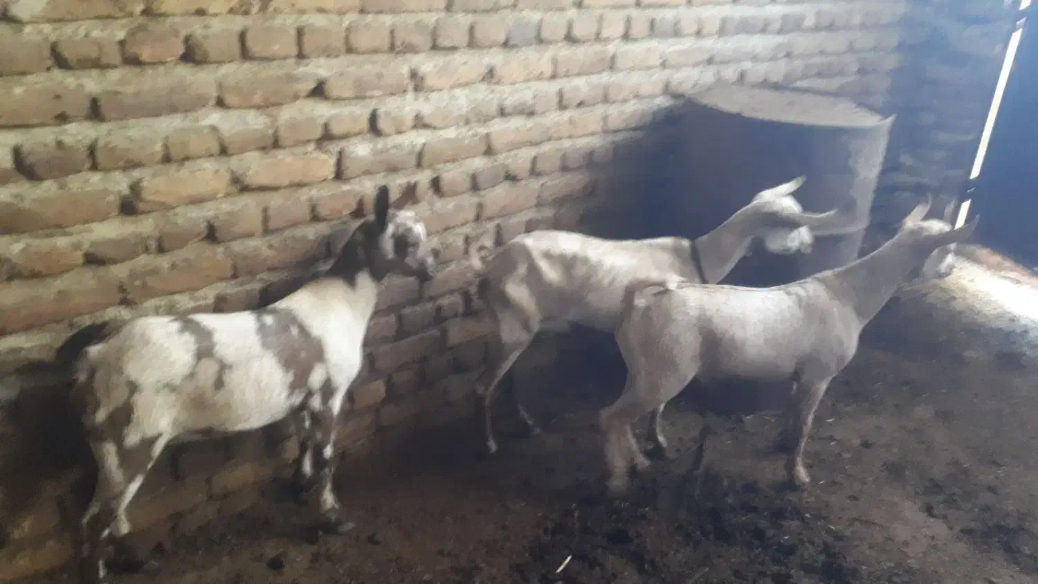 بز صلاله اهویی|حیوانات مزرعه|نوشین شهر, |دیوار