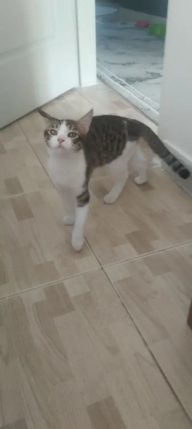 واگذاری بچه گربه|گربه|پرند, فاز ۲|دیوار