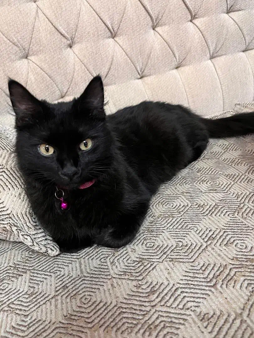 پرشین ماده اماده جفتگیری|گربه|رشت, دیلمان|دیوار