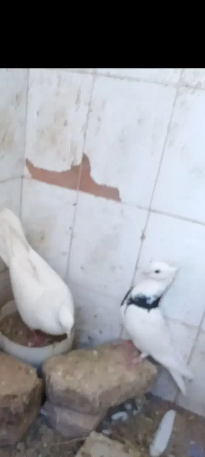 کبوتر باخت رفته|پرنده|فردوس (خراسان), |دیوار