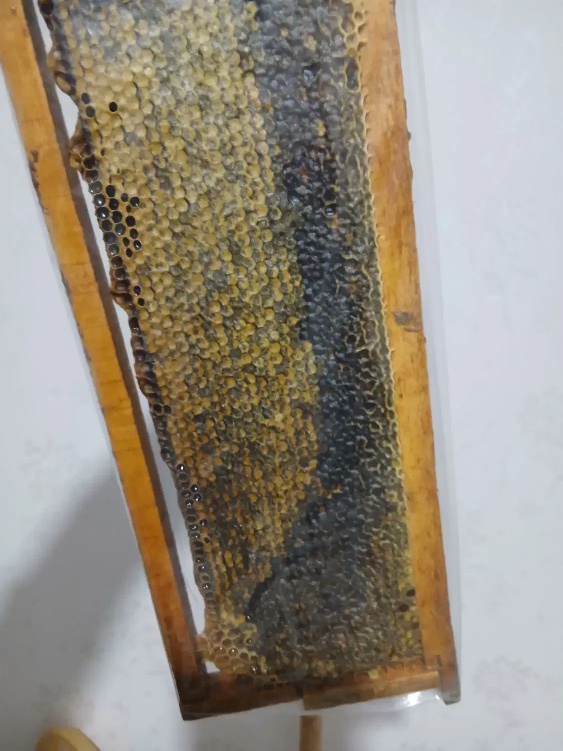 تک عسل طبیعی ارزنق|خوردنی و آشامیدنی|سراب, |دیوار